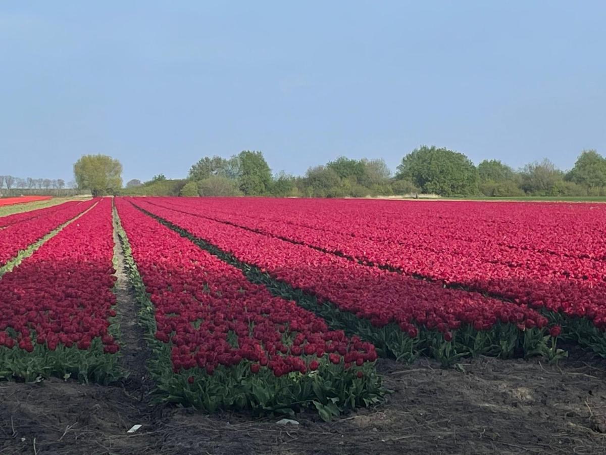 Vakantiehuis Het Uilennest Wijdenes ภายนอก รูปภาพ