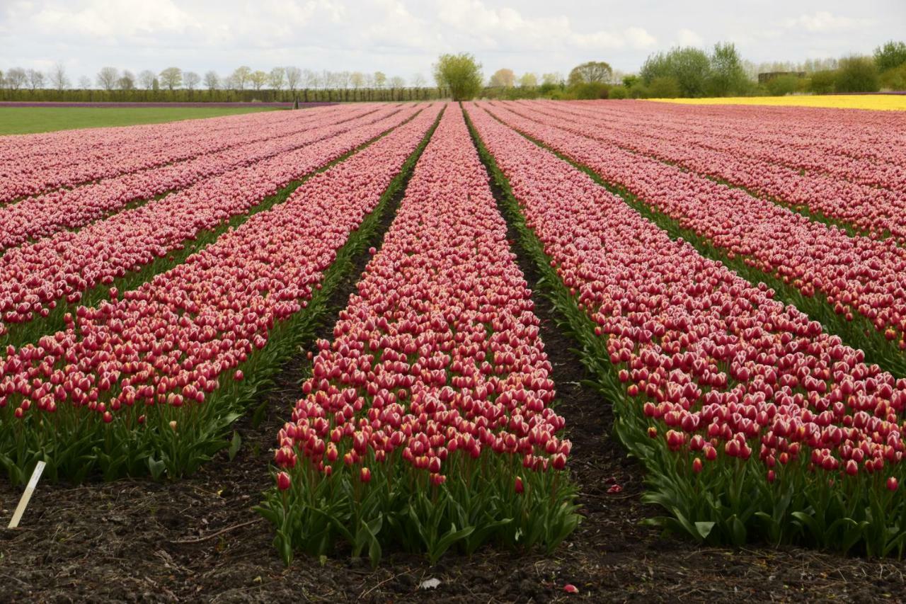 Vakantiehuis Het Uilennest Wijdenes ภายนอก รูปภาพ